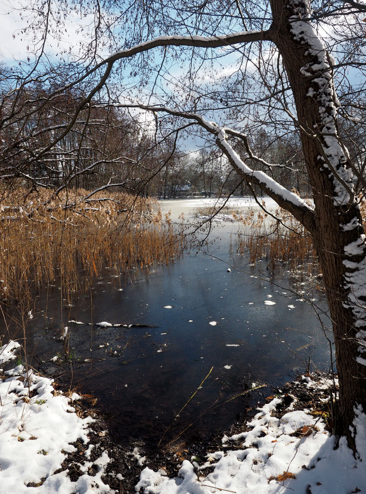 Im Winter entfaltet die schlafende Natur ihren eigenen Reiz, wie hier am Neuteich in Grüngräbchen.

© Foto: Karsten Blüthgen
